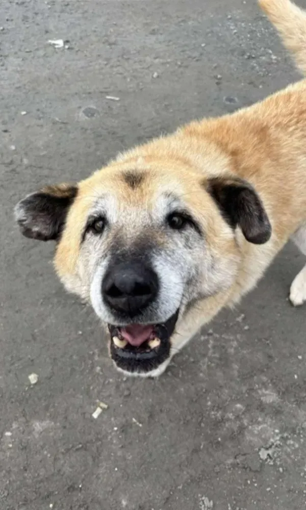Smiling tan and black dog standing on gray concrete ground looking up at the camera.