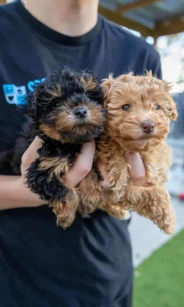 Person holding two small fluffy puppies, one black and tan and one light brown.