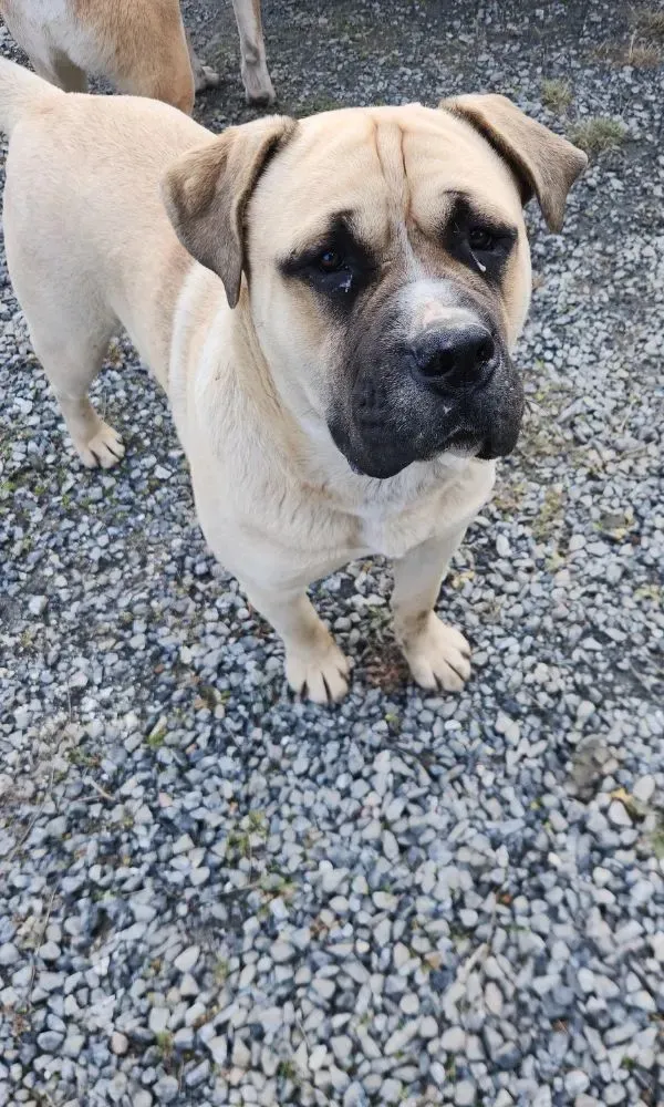 Light brown dog with a black snout standing on a gravel surface, looking up.