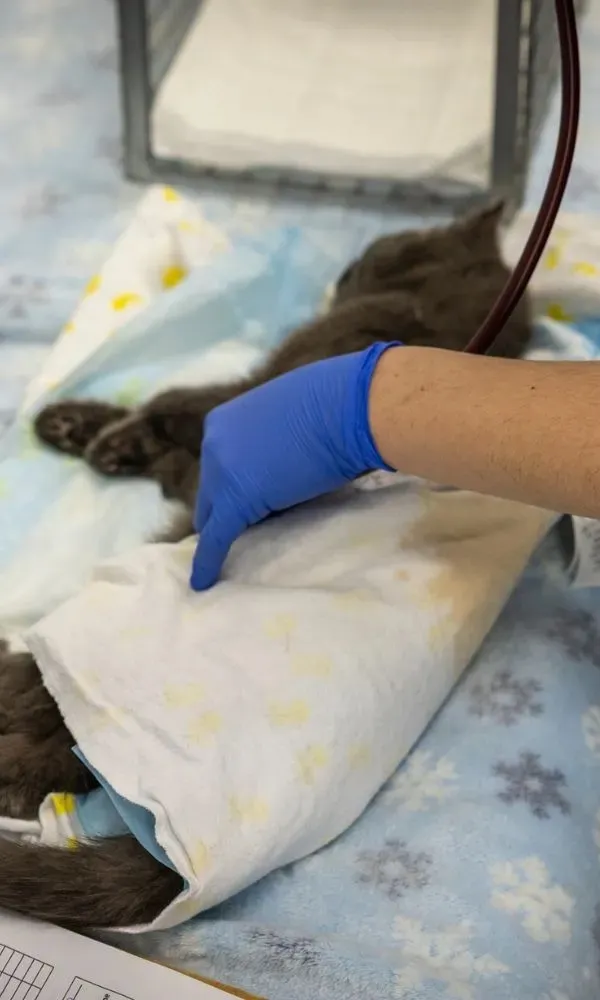 A gloved hand tending to a gray cat wrapped in a white blanket on a blue patterned blanket during veterinary care.