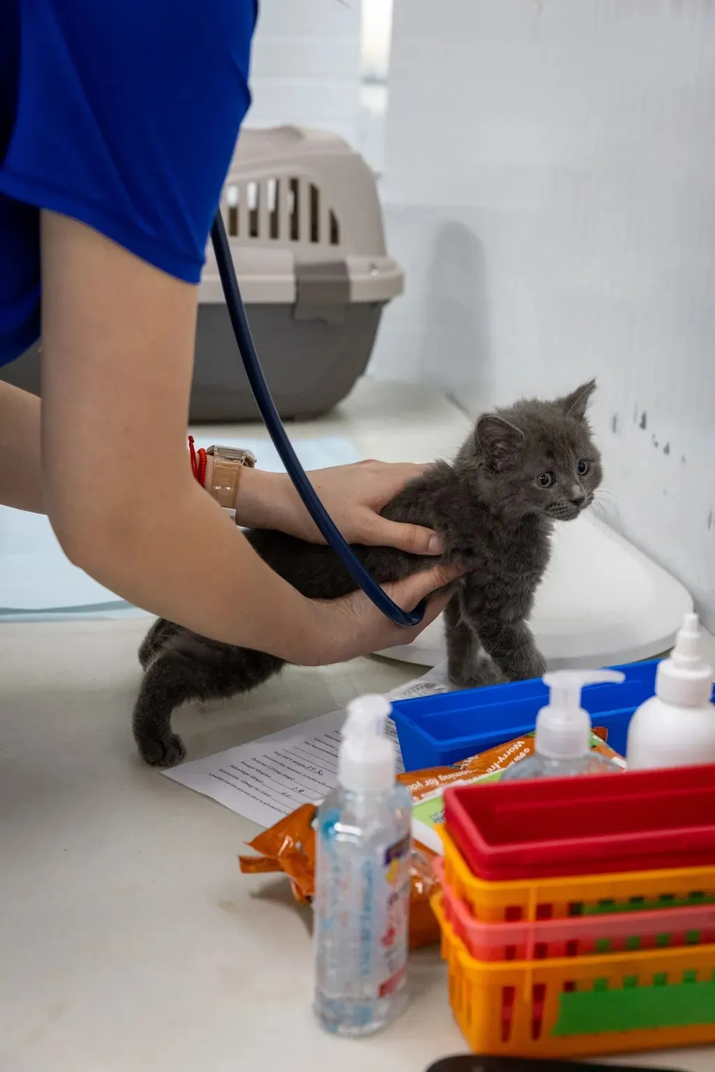 Veterinarian holding a gray kitten while using a stethoscope during a checkup in a clinic.