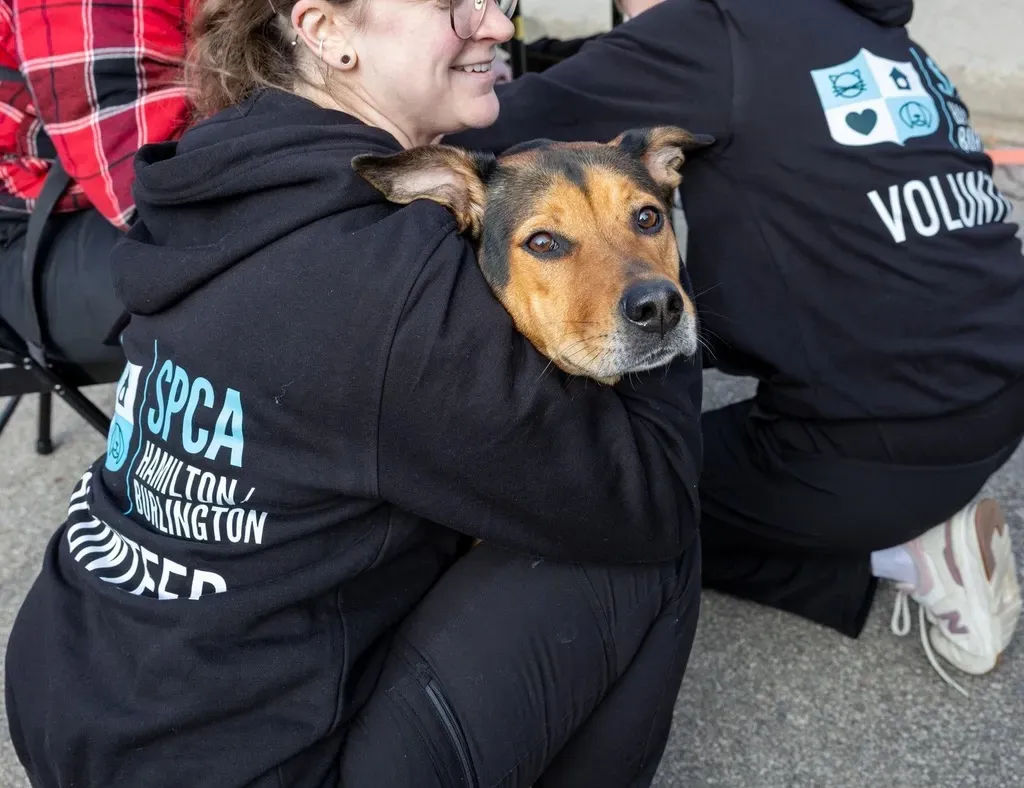 Volunteer wearing SPCA Hamilton Burlington hoodie hugging a brown and black dog.