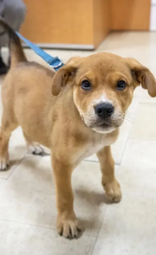 Light brown puppy with white markings standing indoors on tiled floor wearing a blue leash.