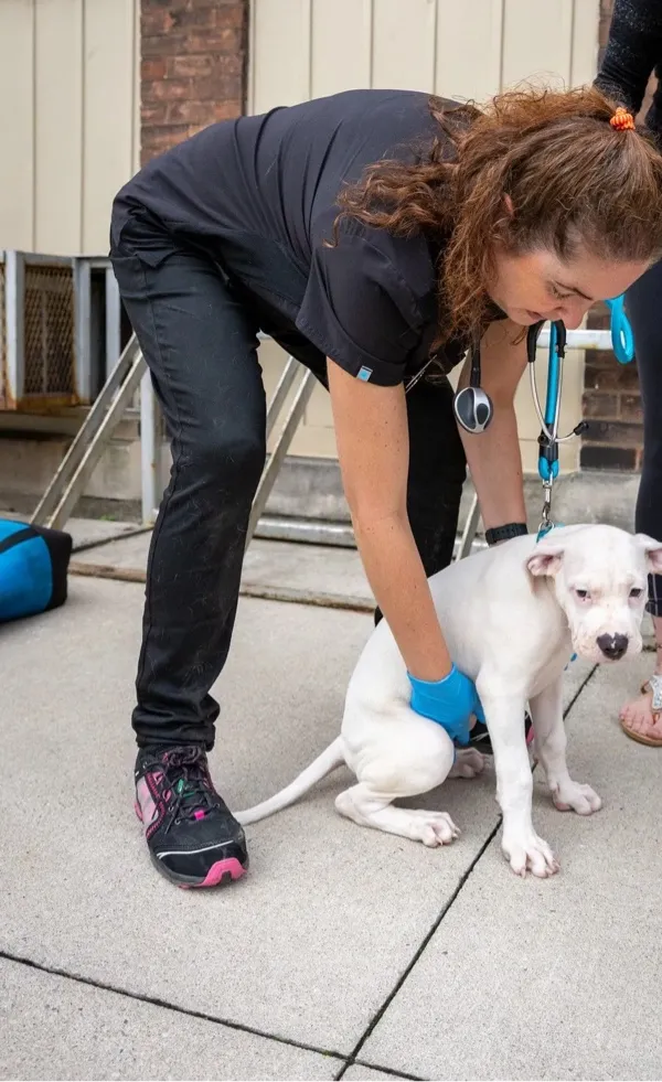 Veterinarian wearing black scrubs and blue gloves examines a white puppy outdoors on a concrete surface.