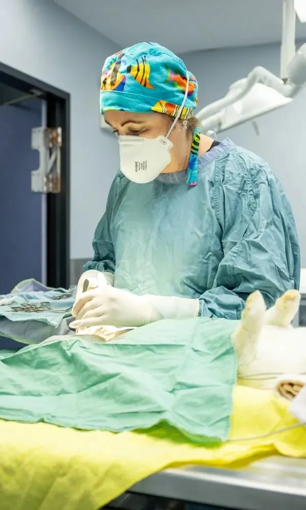 Veterinarian wearing surgical mask and scrubs performing surgery on an animal on an operating table.