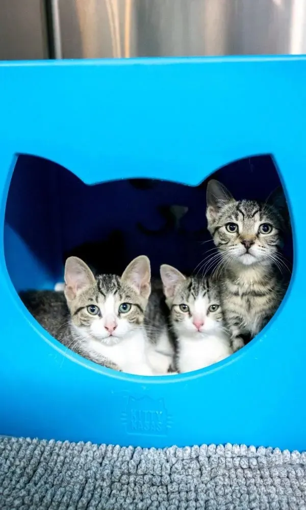 Three tabby kittens sitting inside a blue cat-shaped cubby on a gray textured rug.