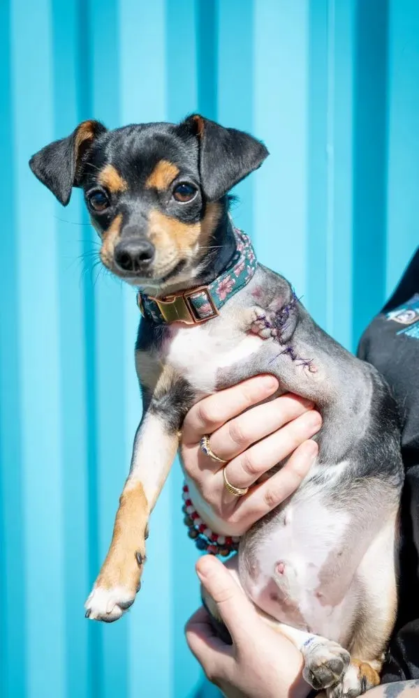 Small black and tan dog with a shaved area and stitches near its shoulder, held by a person wearing a black sleeve against a blue background.