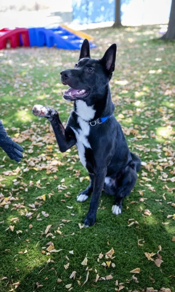 Black dog with white markings sitting on grass outdoors, raising one paw as if shaking hands.