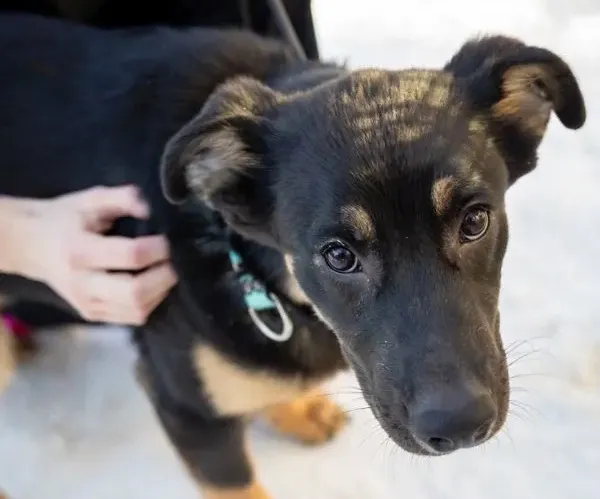 Close-up of a young black and tan dog looking up with a hand petting its side.