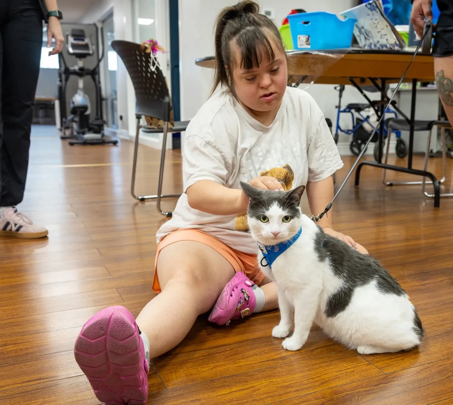 A young person sitting on a wooden floor petting a black and white cat wearing a blue harness indoors.