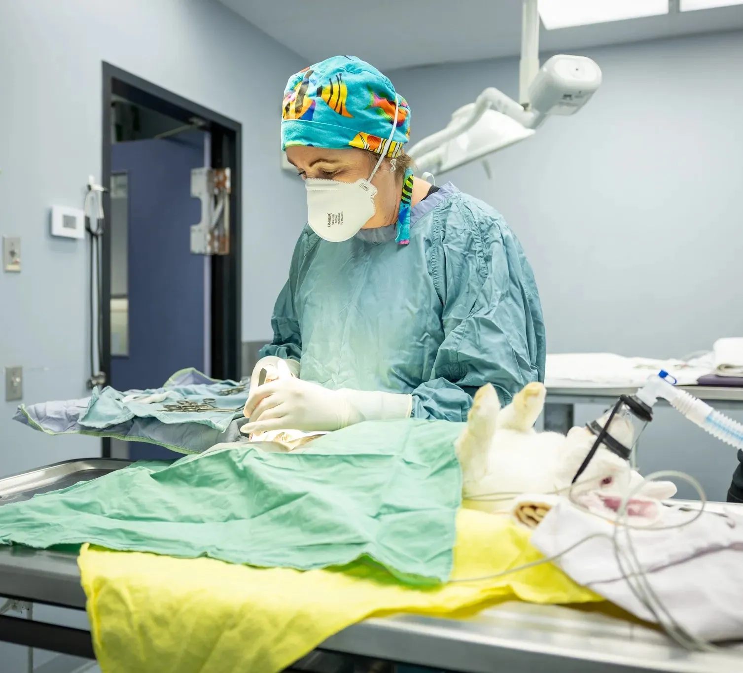 Veterinarian in surgical attire performing surgery on an anesthetized rabbit in a clinical operating room.