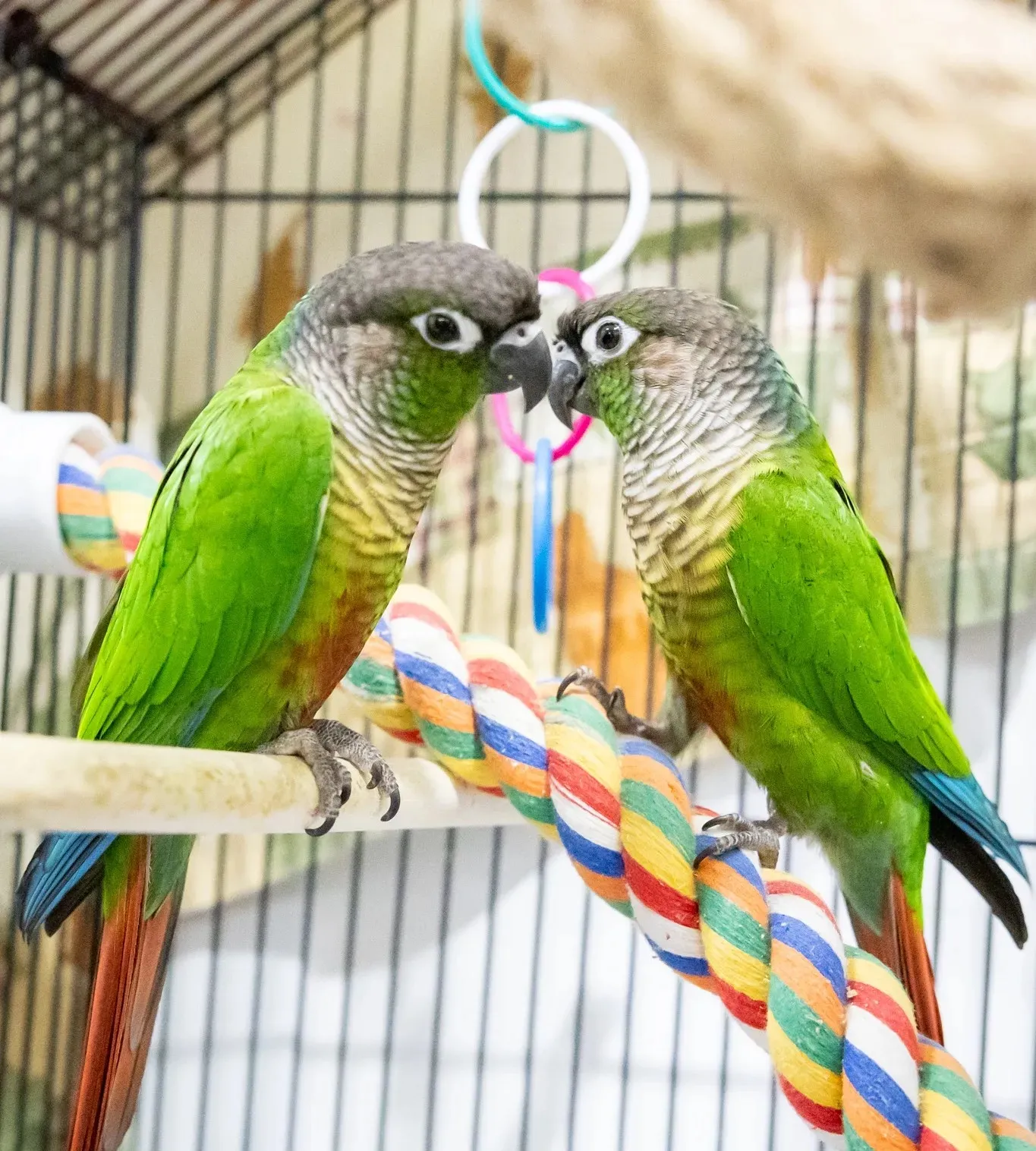 Two green-cheeked conure parrots perched facing each other on a colorful rope perch inside a birdcage.