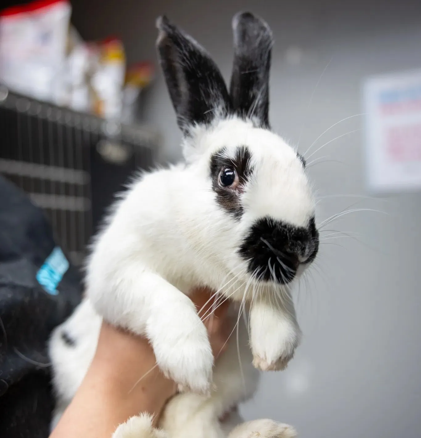 White rabbit with black markings around eyes, nose, and ears being held by a person.