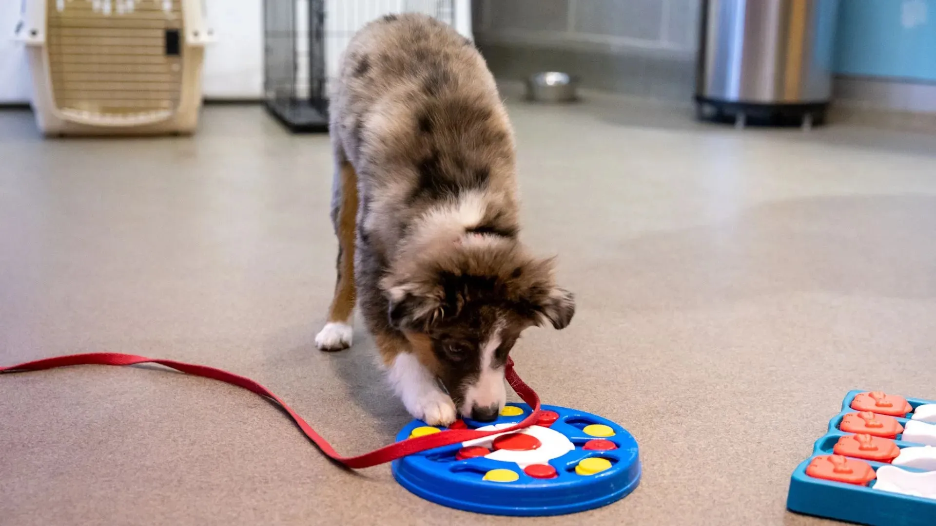 Brown and white puppy interacting with a blue interactive dog toy on a floor indoors.