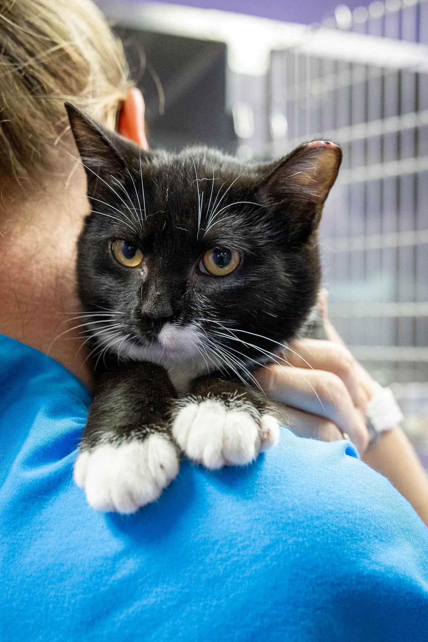 Adoption Services | Hamilton/Burlington SPCA