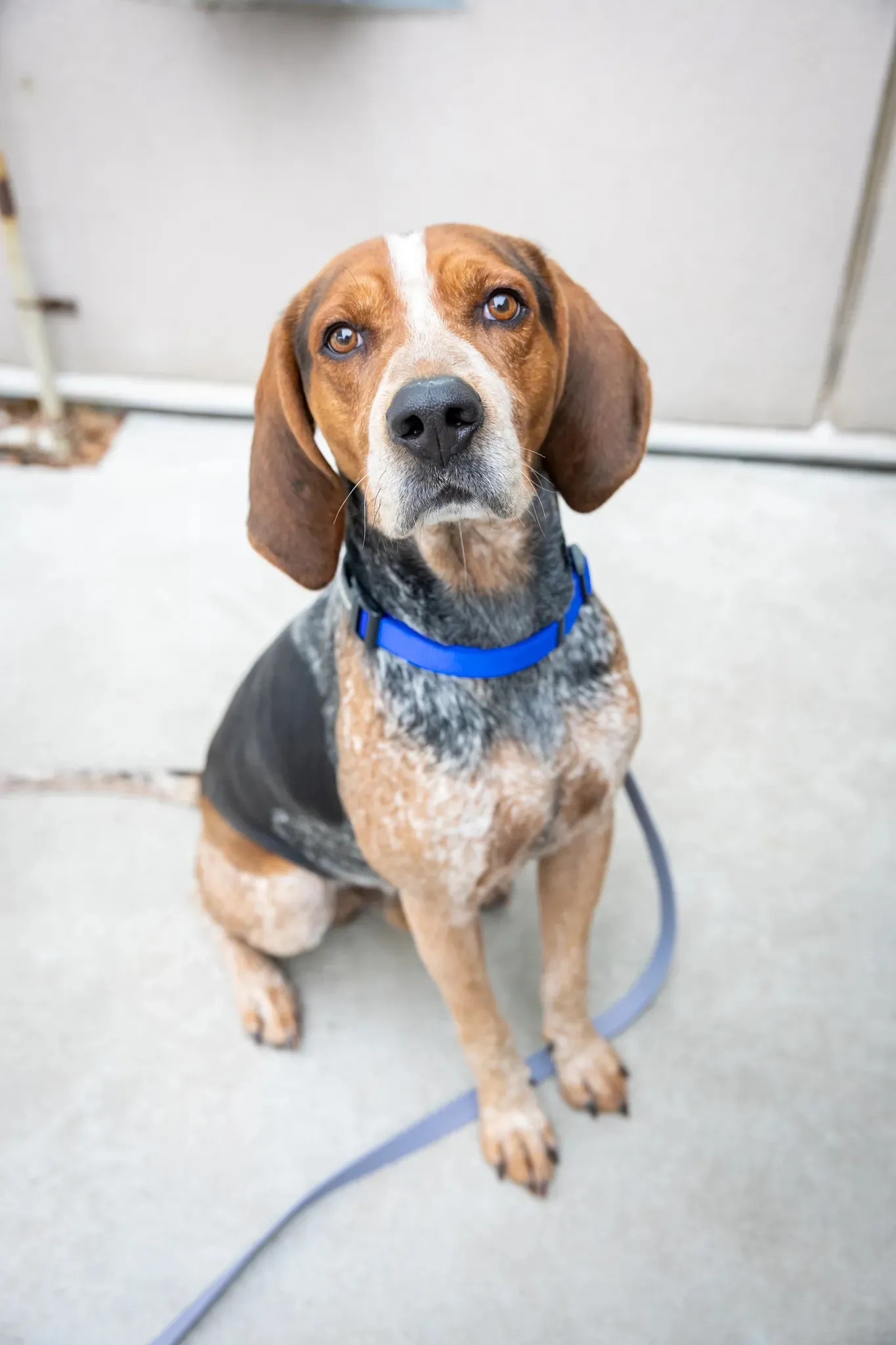 Sitting beagle mix dog with a blue collar and leash on a concrete surface.