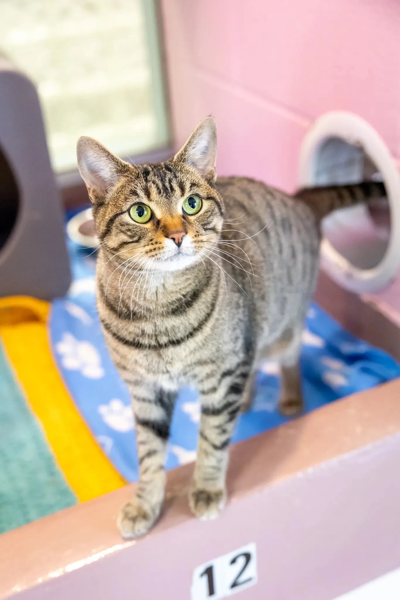 Tabby cat with green eyes standing on a pink ledge with the number 12, in a room with colorful blankets and a circular cat door in the background.
