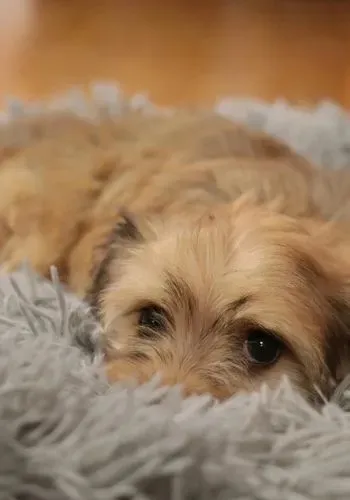 Small light brown dog resting on a gray fluffy blanket, with an expression of calm and curiosity.