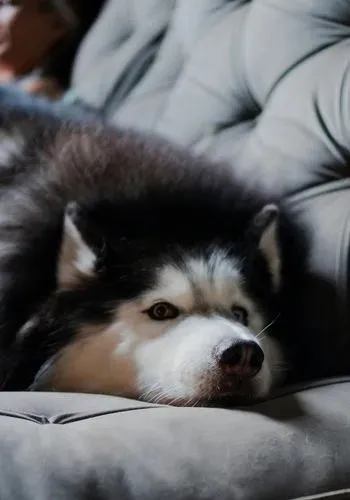 Black and white husky dog resting its head on a gray cushioned sofa.