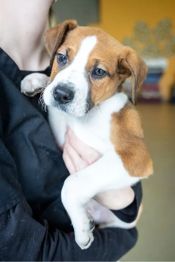 Person in black holding a small brown and white puppy with a white snout and sad eyes.