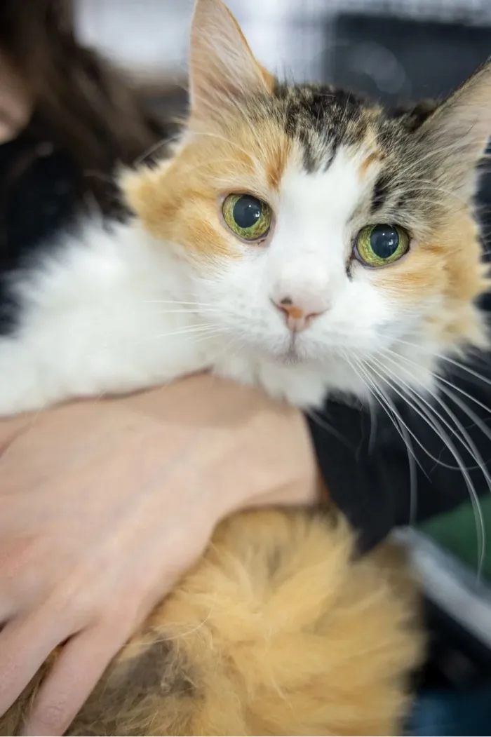 Close-up of a person holding a calico cat with green eyes and white, orange, and black fur.