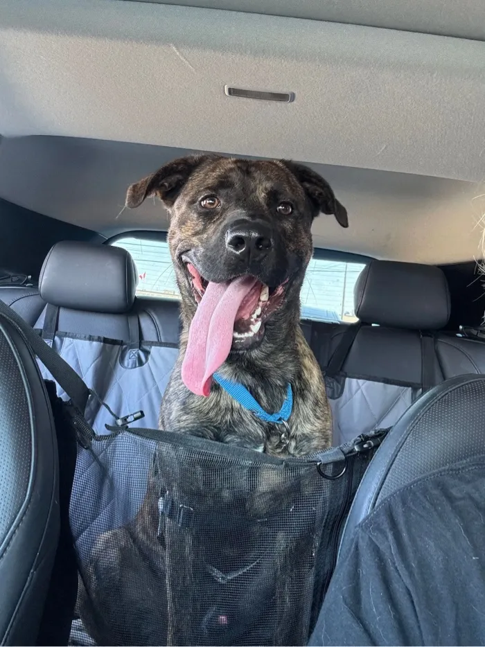 Happy brindle dog with blue collar sitting in car backseat, tongue out, behind a black mesh barrier.
