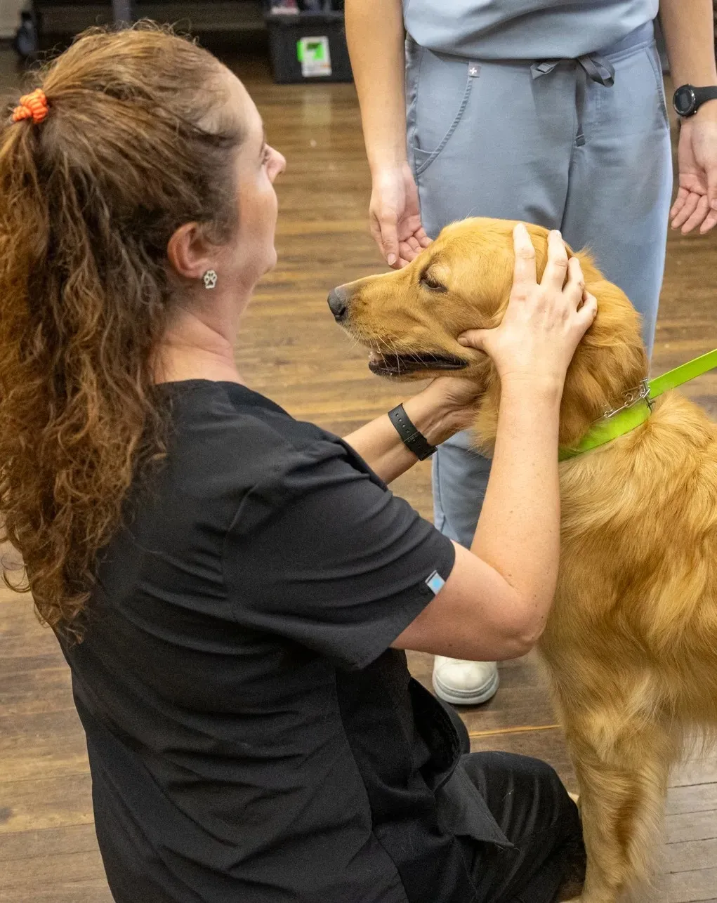 Vet in black scrubs kneels and gently holds the head of a golden retriever with a green collar.