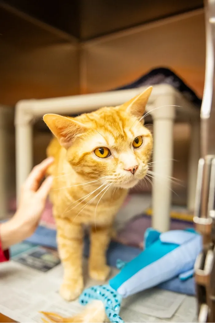 Orange tabby cat with yellow eyes and a hand petting its back near a blue toy fish.
