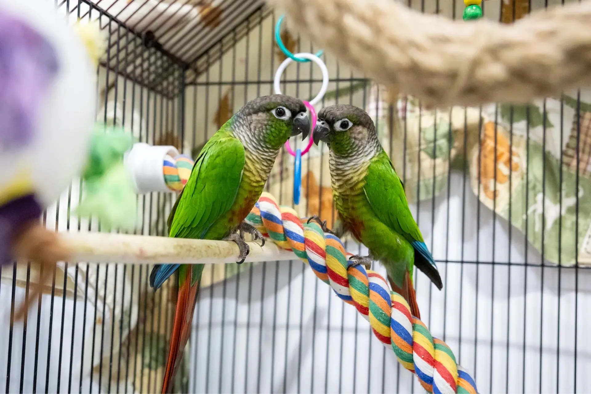 Two green cheek conure parrots perched on a rope and wooden stick inside a birdcage.