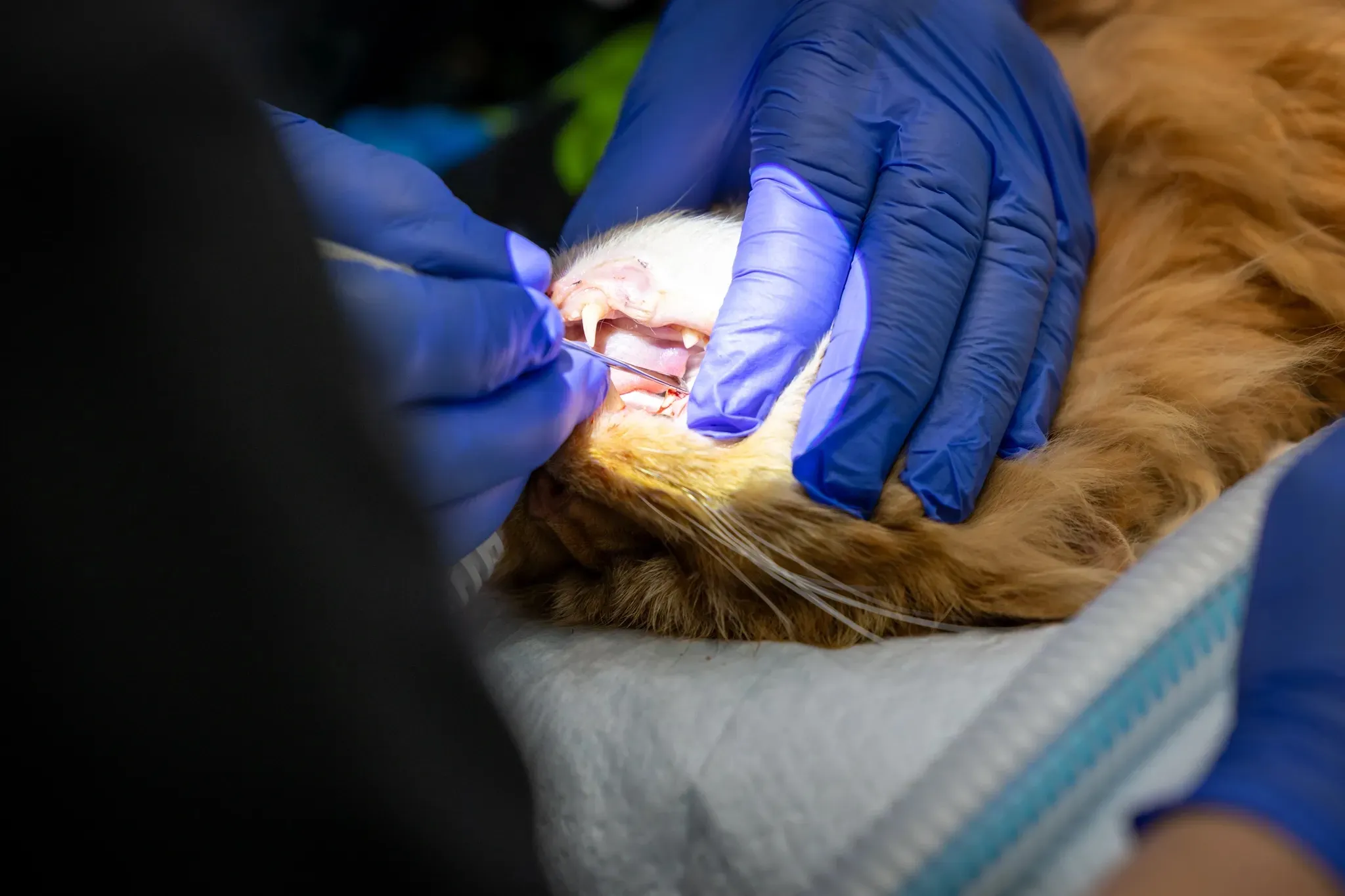 Veterinarian wearing blue gloves cleaning and examining a cat's teeth on a medical table.
