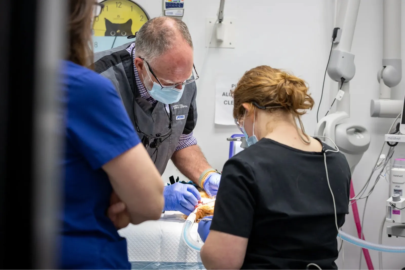 Veterinarians wearing masks and gloves perform dental surgery on an animal in a clinical setting.