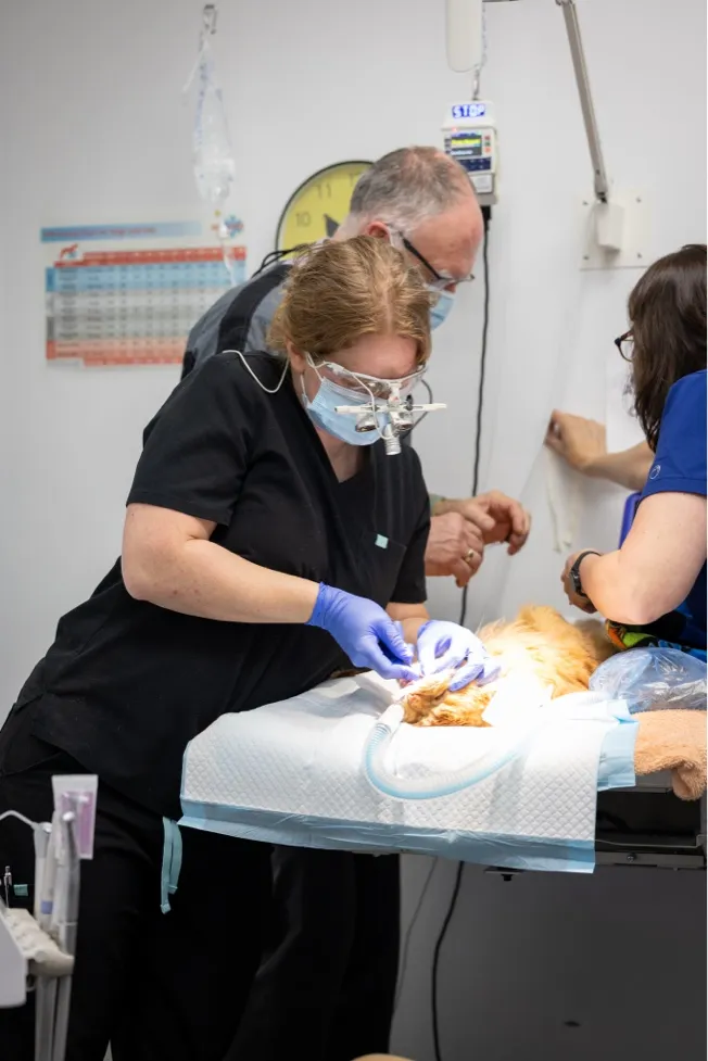Veterinary team performing surgery on a sedated orange cat on an operating table in a clinic.