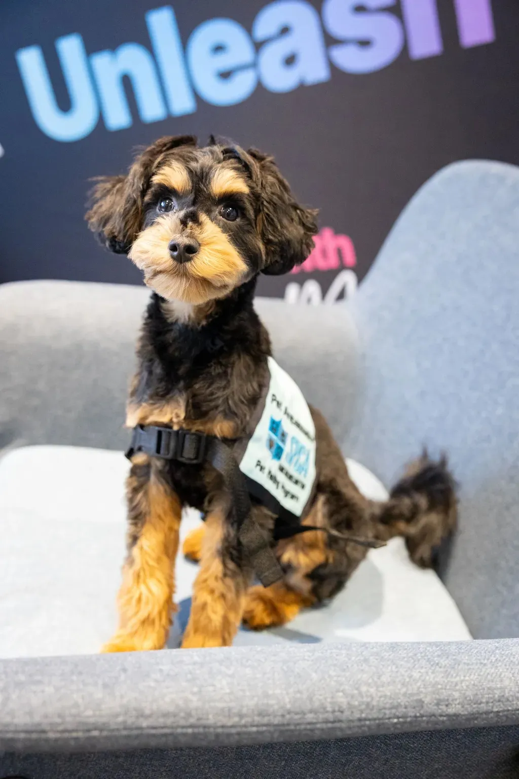 Small black and tan dog wearing a Pet Partner vest sitting on a gray chair.