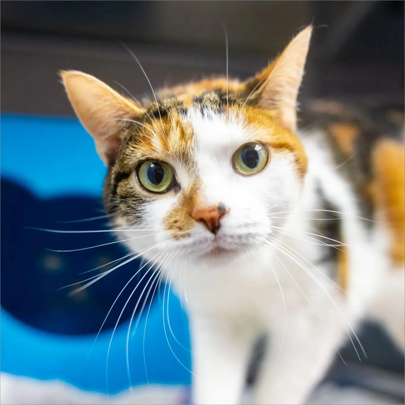 Close-up of a calico cat with green eyes looking curiously at the camera.