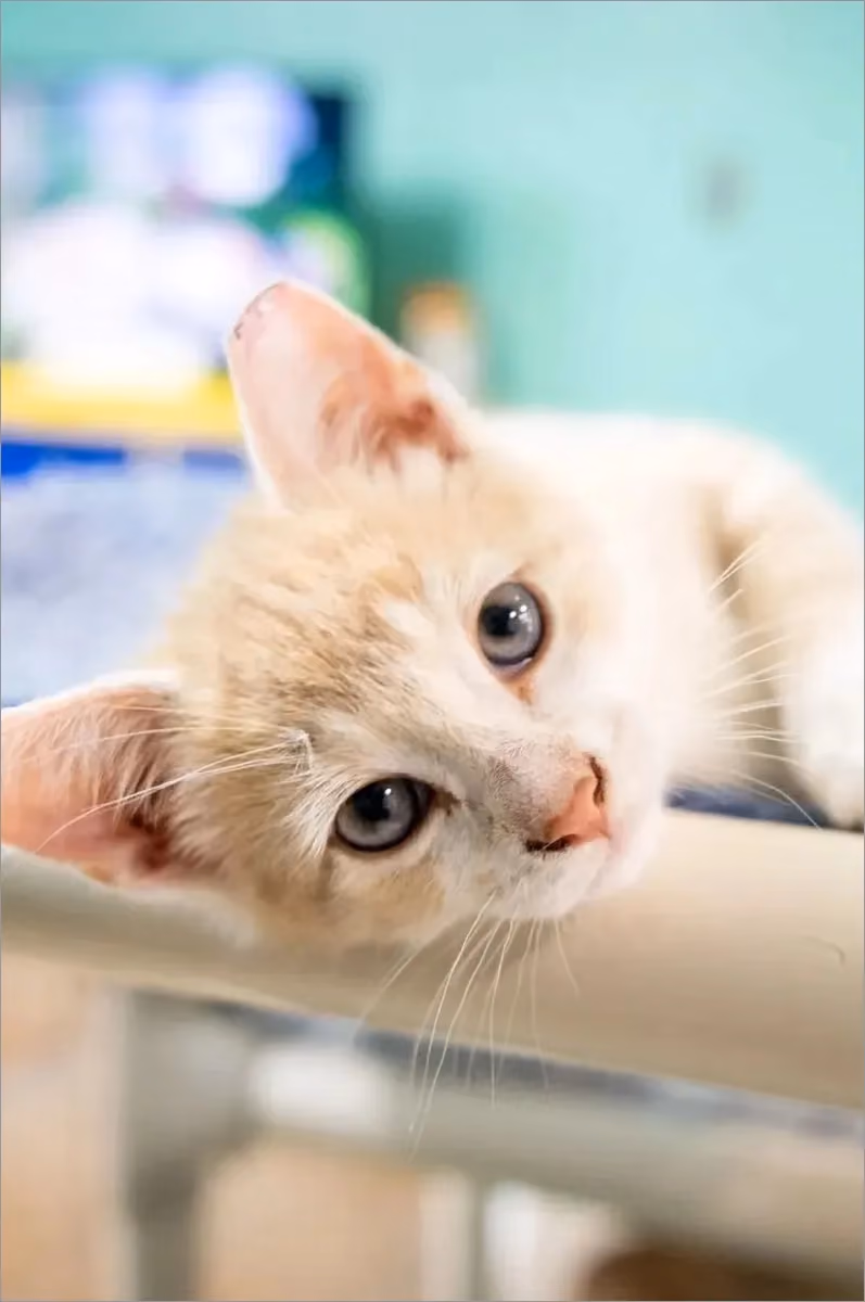 Adopt