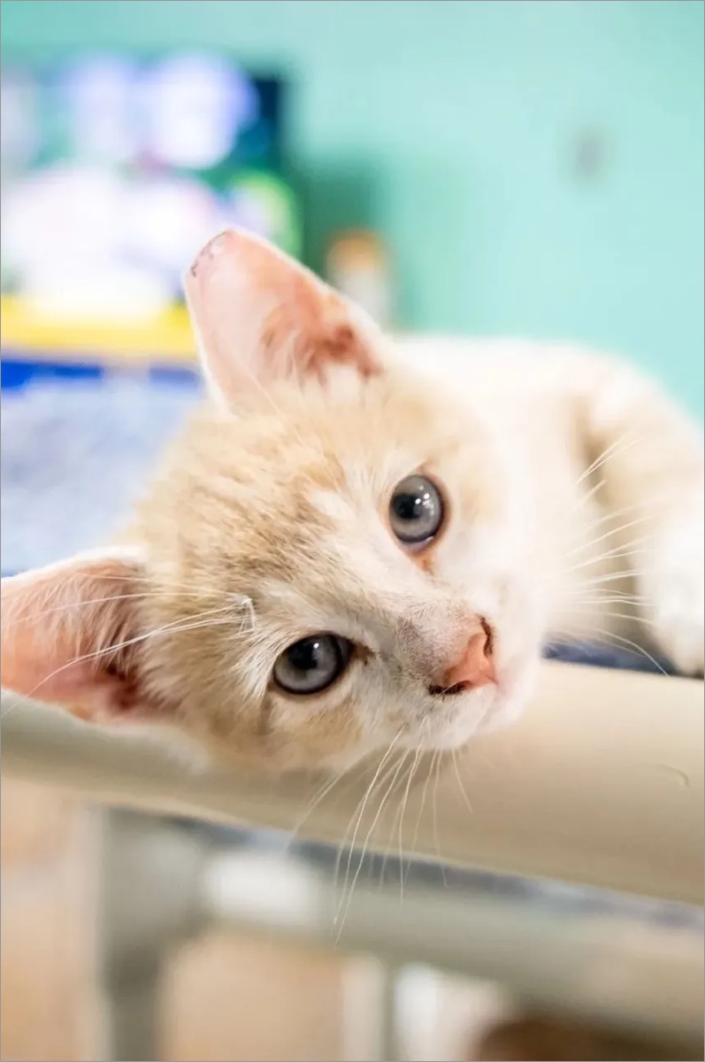 Adopt