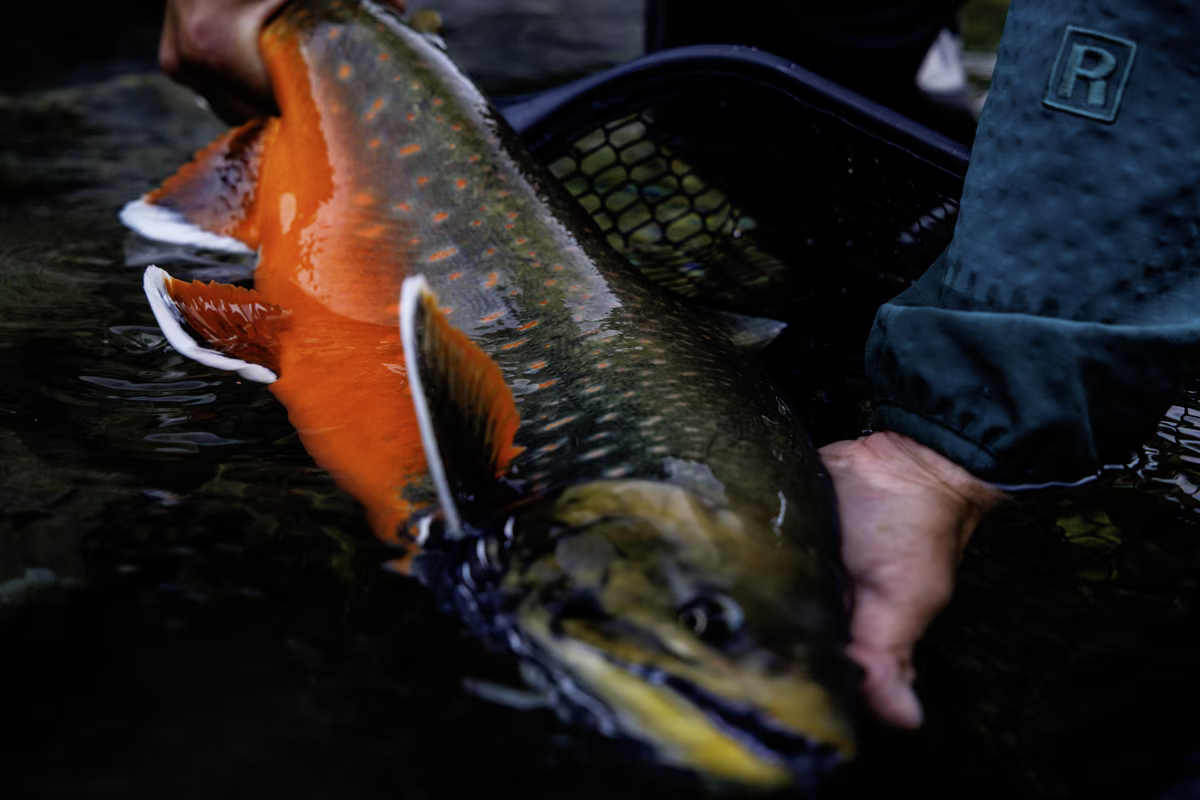 Hands holding a large brook trout with orange belly and spotted dark back in water.