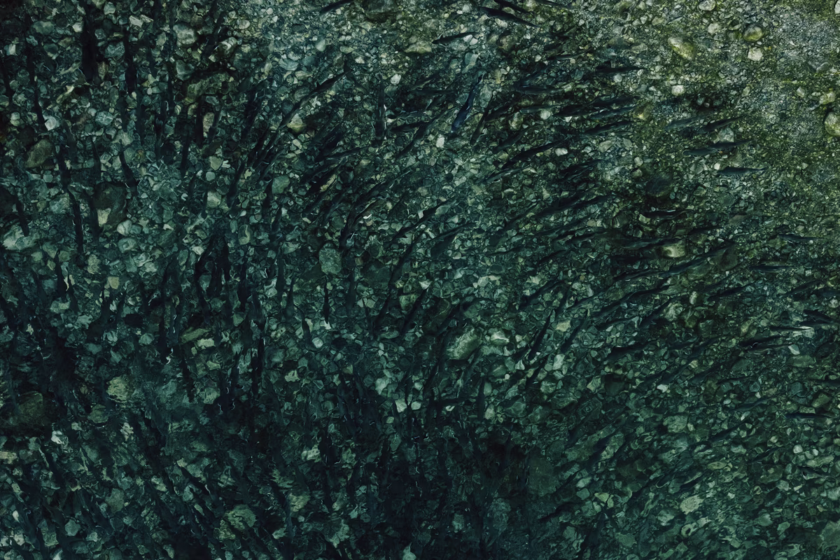 Dense school of small, dark fish swimming over a rocky seabed underwater.