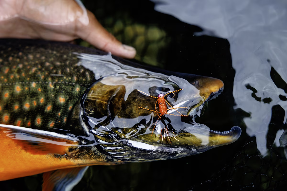 Close-up of a fish with a fishing fly lure in its mouth, held partially in water by a hand.