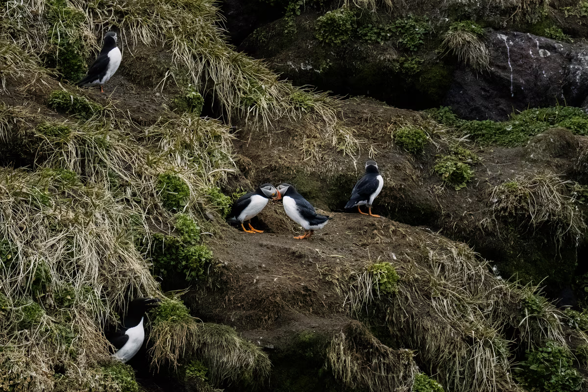 Five puffins on rocky terrain with grass, two puffins touching beaks in center.