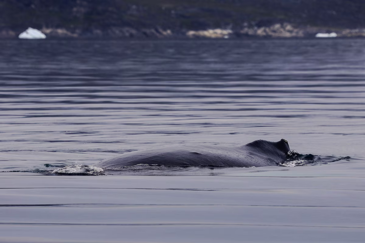 Sperm whale swimming near the surface in calm ocean water with distant rocky shore in background.