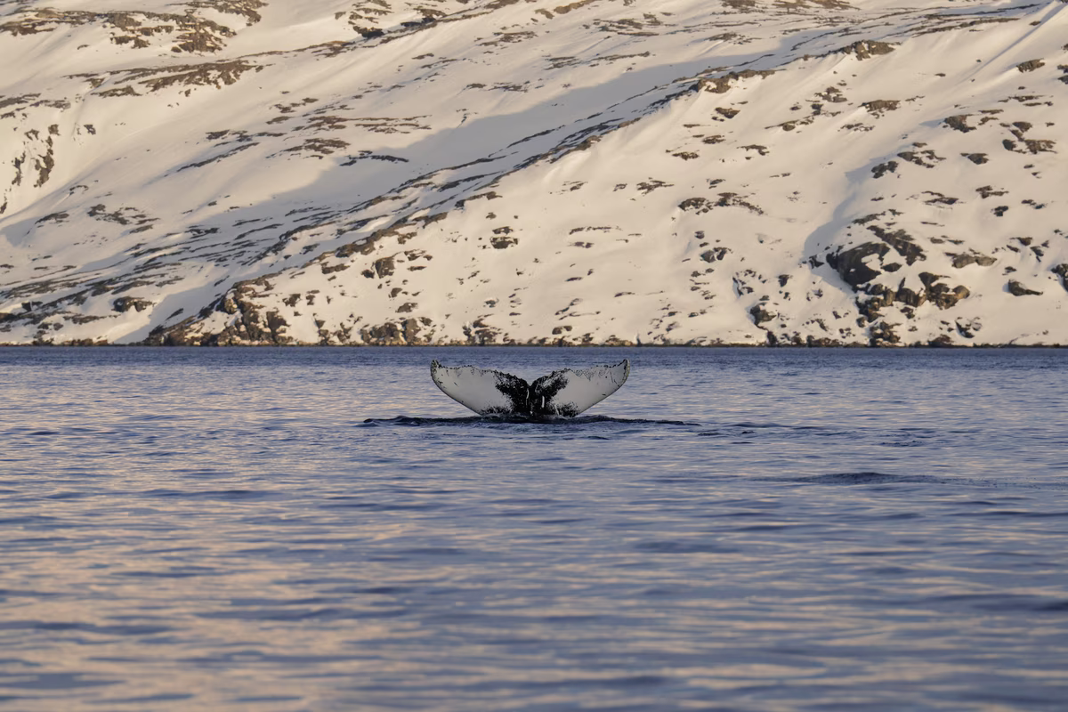 Whale tail above water with snow-covered rocky hills in the background.