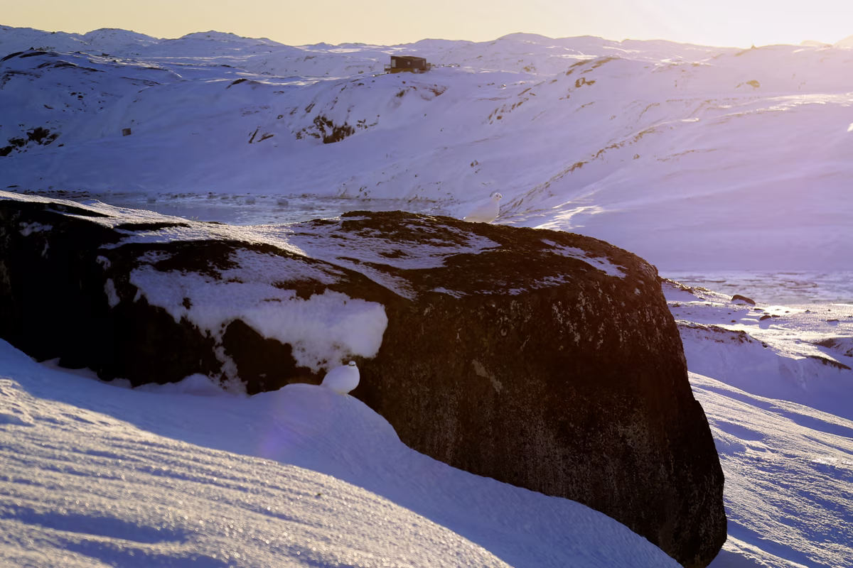 Snowy landscape with large dark rock and two white ptarmigans in cold mountainous terrain.