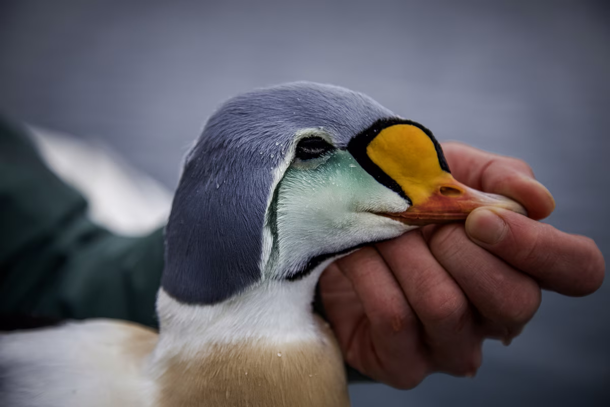 Close-up of a King Eider duck's head with a hand gently holding its beak.