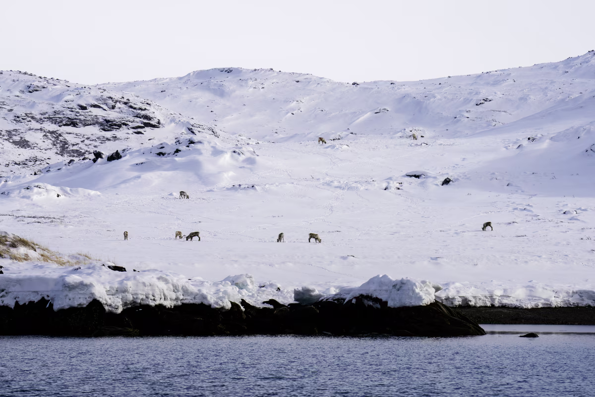Snow-covered Arctic hillside with a group of grazing reindeer near a rocky shoreline.