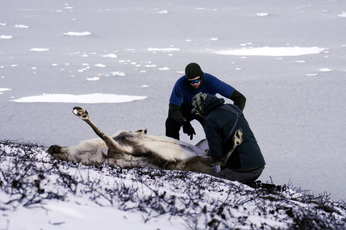 Two people examining a reindeer lying on snowy ground near icy water.