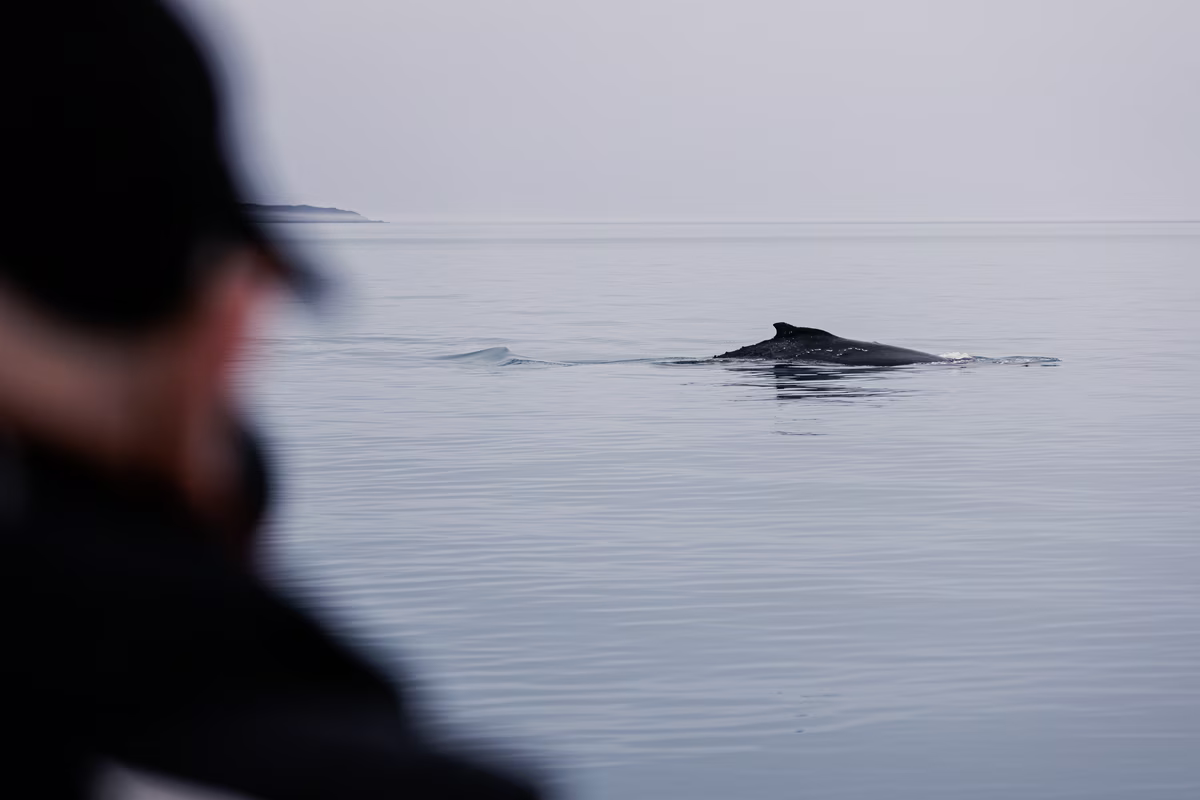 Person watching a whale swimming just below the calm ocean surface on a cloudy day.