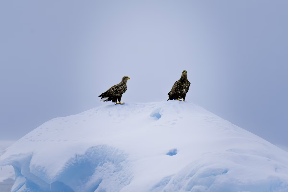 Two eagles perched on a snow-covered mound under a cloudy sky.