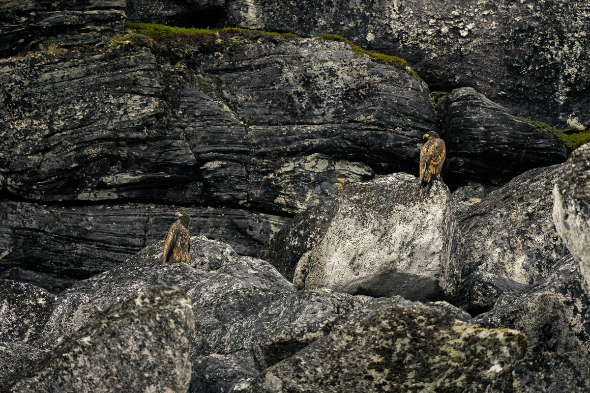Two eagles perched on large grey rocks against a dark rocky cliff background.