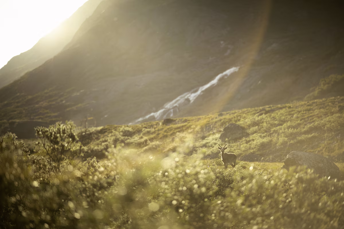 A lone reindeer standing on a sunlit grassy hillside with mountains and a waterfall in the background.